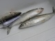 Probebefischung Dez.2009 001.jpg
